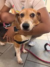 182549 Poppy&182550 LL Boy (Off Site Foster)