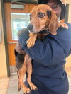 182549 Poppy&182550 LL Boy (Off Site Foster)
