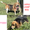 182549 Poppy&182550 LL Boy (Off Site Foster)