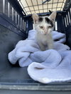 182540 Merlin (Off Site Foster)