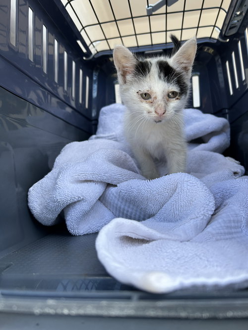 picture of the cat needing adoption