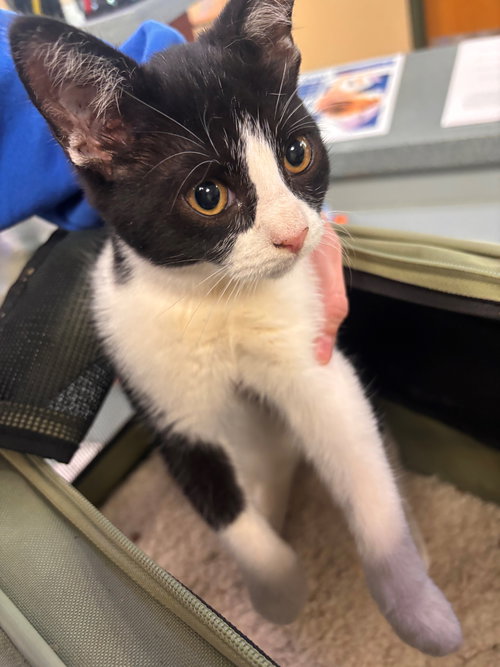 picture of the cat needing adoption