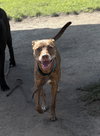 173328 Venus (Off Site Foster)