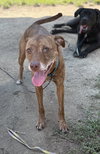 173328 Venus (Off Site Foster)