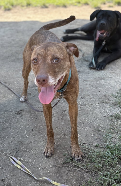 picture of the dog needing adoption