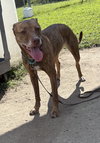 173328 Venus (Off Site Foster)