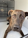 182580 Jesse (Off Site Foster)