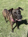 182580 Jesse (Off Site Foster)