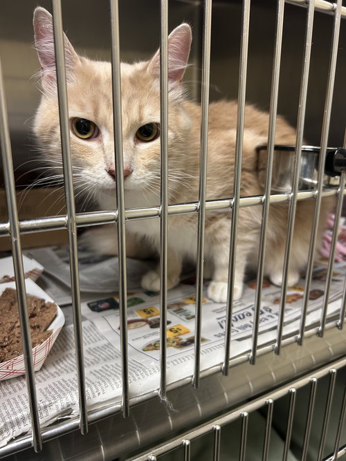 picture of the cat needing adoption