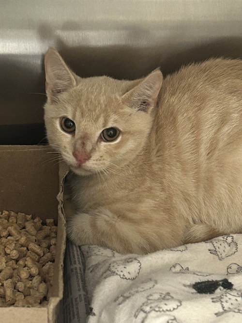 picture of the cat needing adoption