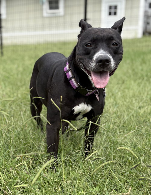 picture of the dog needing adoption
