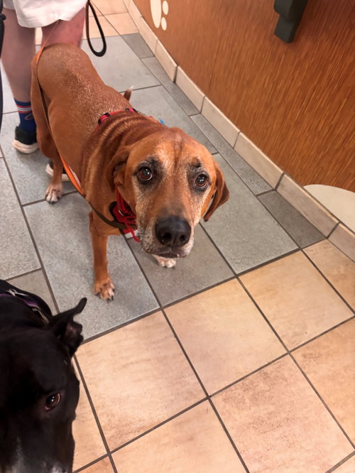 Photo of 182613 Charlie