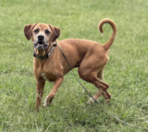 Photo of 182613 Charlie