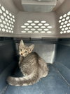 182623/182625 (Off Site Foster)