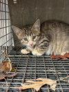 182623/182625 (Off Site Foster)