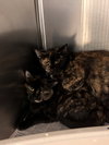 182655 (Off Site Foster)/656/657