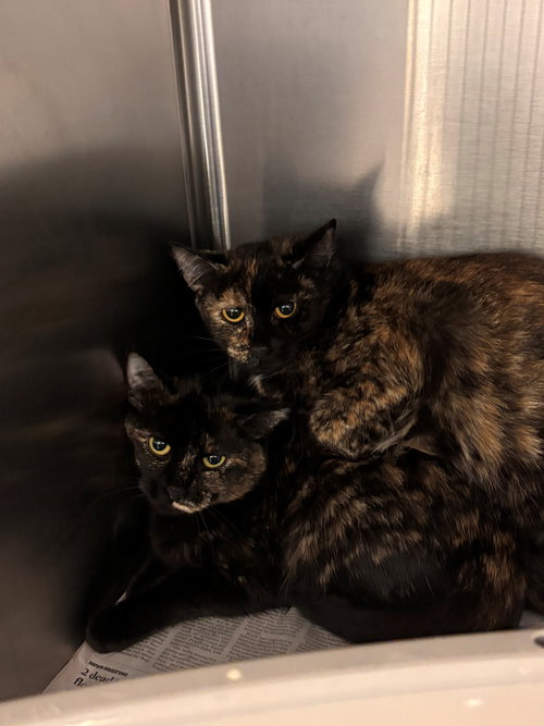 picture of the cat needing adoption