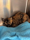 182655 (Off Site Foster)/656/657