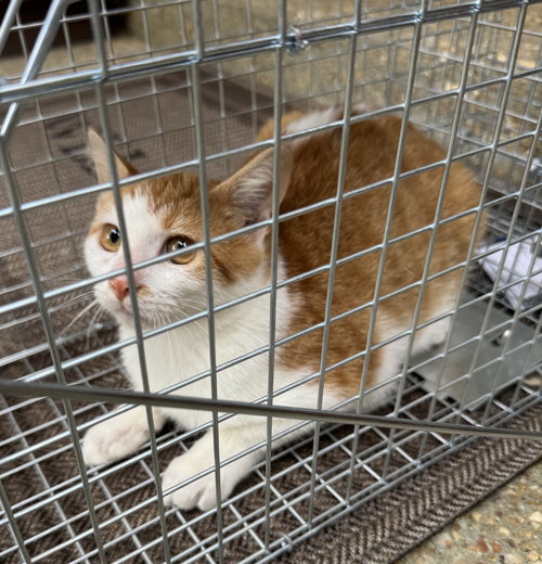 picture of the cat needing adoption