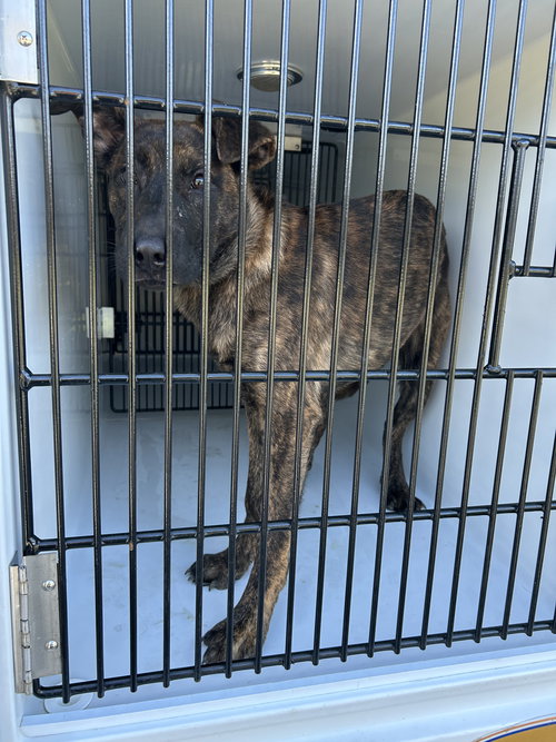 picture of the dog needing adoption
