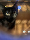 182685 Chili (Off Site Foster)