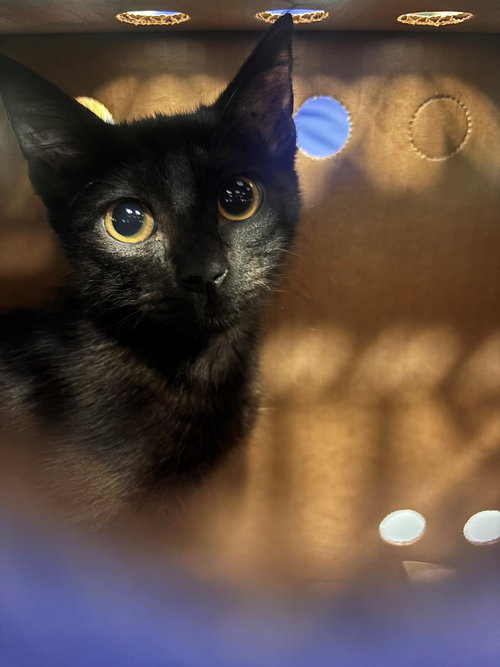 picture of the cat needing adoption