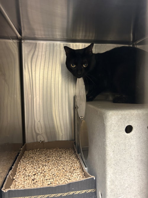 picture of the cat needing adoption