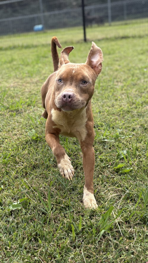 picture of the dog needing adoption