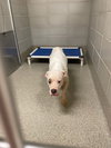 182701 Gidget
