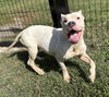 182701 Gidget