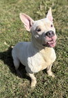 182701 Gidget