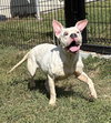 182701 Gidget