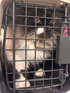 182758 Lizzy (Off Site Foster)