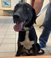 182619 Snoop (Off Site Foster)