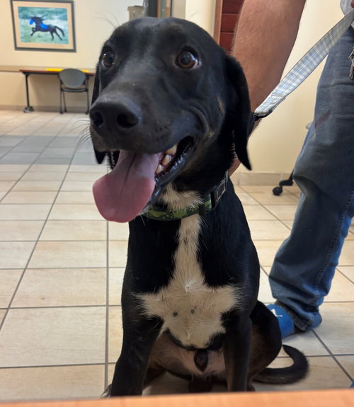 182619 Snoop (Off Site Foster)