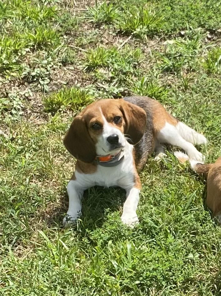 adoptable Dog in Erie, PA named New Girl