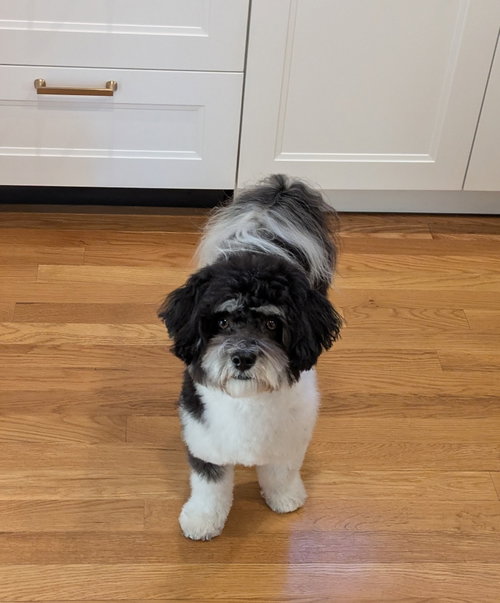 Tanner in NC, an adoptable Havanese in Lewes, DE