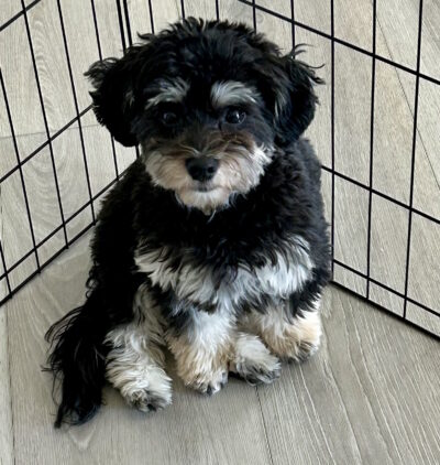 Maverick in NE, an adoptable Havanese in Lewes, DE