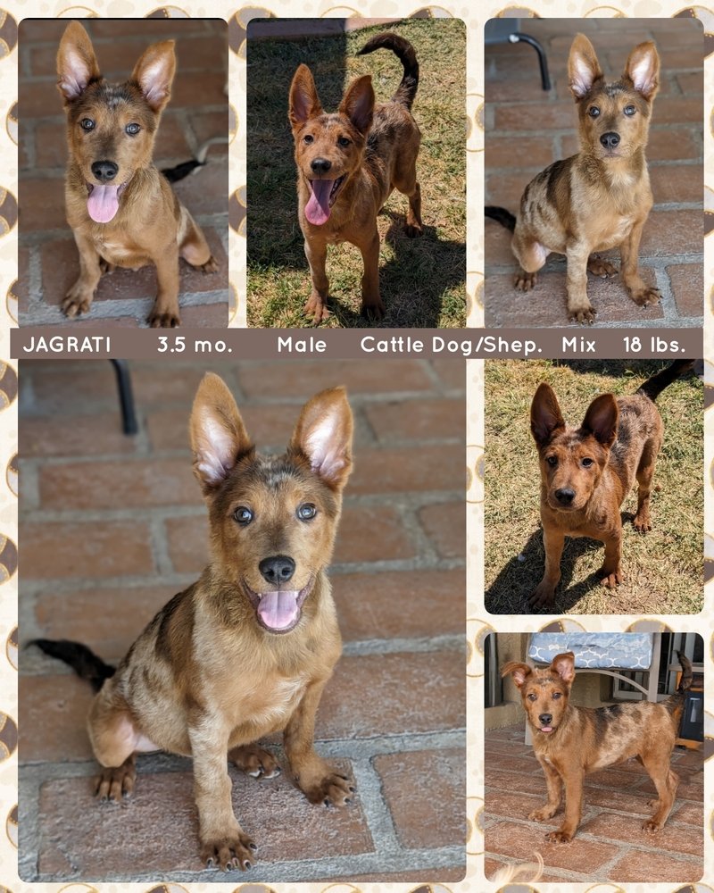 adoptable Dog in Mesa, AZ named JAGRATI