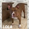 adoptable Dog in  named LOLA
