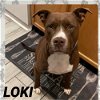 adoptable Dog in  named LOKI