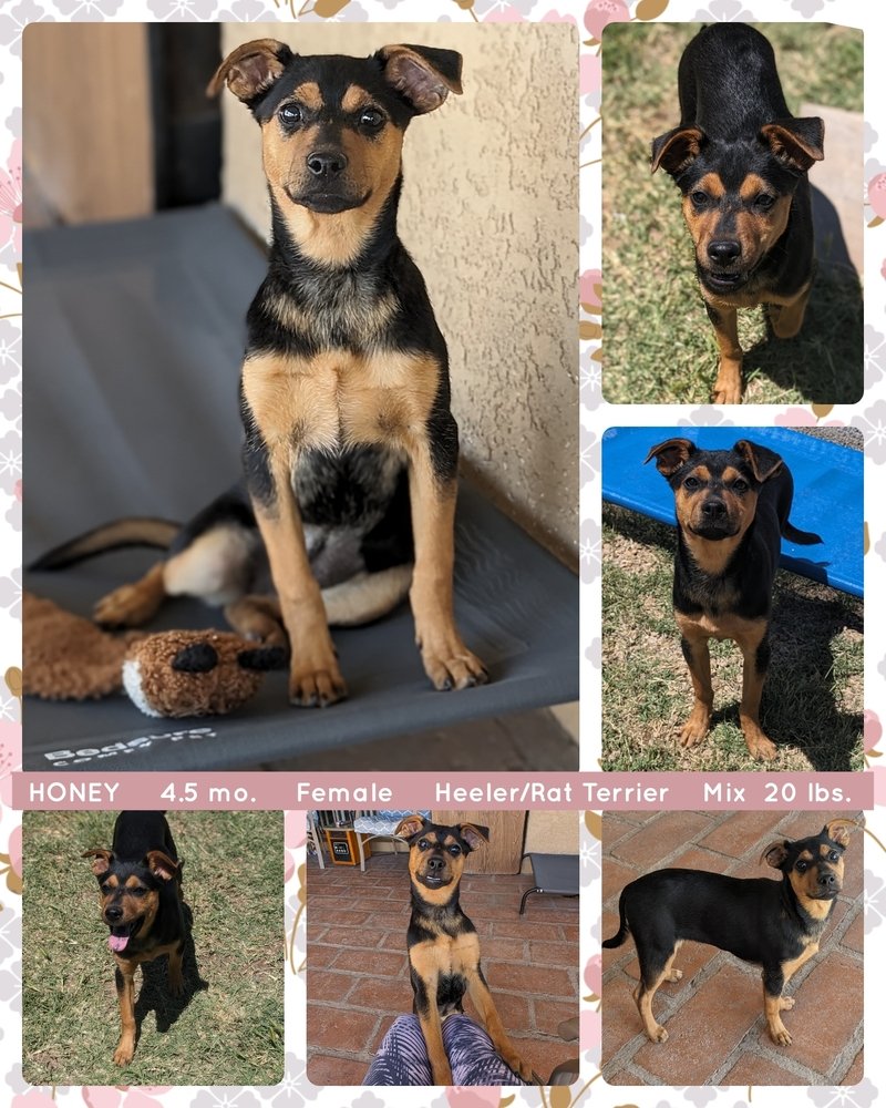 adoptable Dog in Mesa, AZ named HONEY