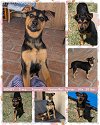 adoptable Dog in mesa, AZ named HONEY