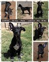 adoptable Dog in mesa, AZ named CORTEZ