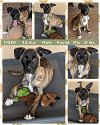 adoptable Dog in  named TIGER