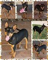 adoptable Dog in , AZ named HUDSON
