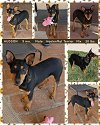 adoptable Dog in mesa, AZ named HUDSON