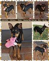 adoptable Dog in mes, AZ named HUDSON