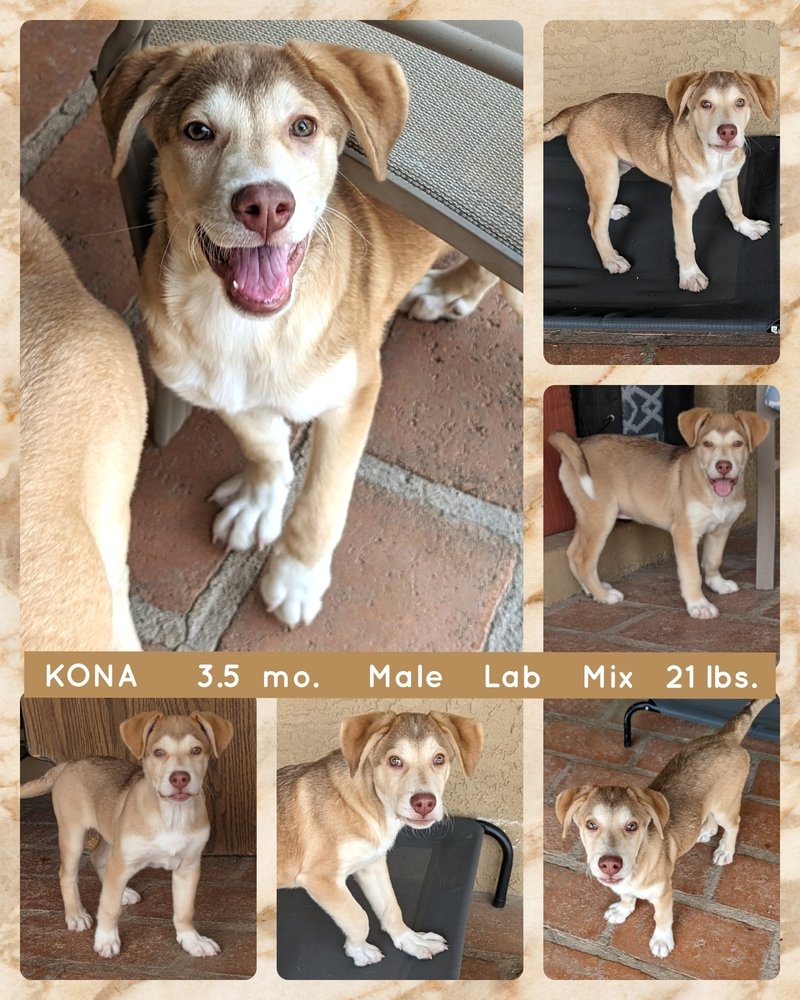 adoptable Dog in Mesa, AZ named KONA