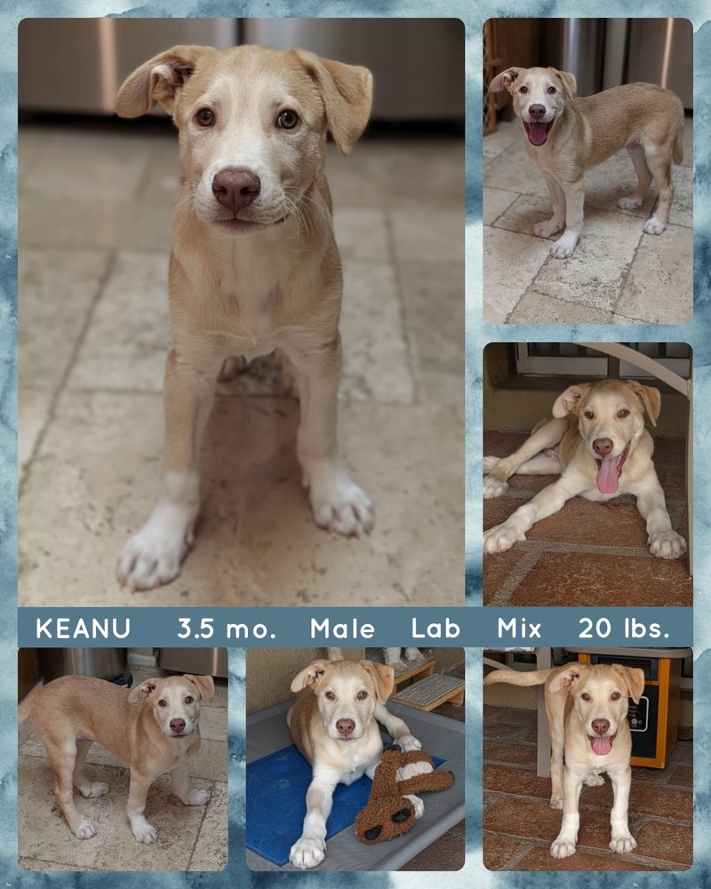 adoptable Dog in Mesa, AZ named KEANU